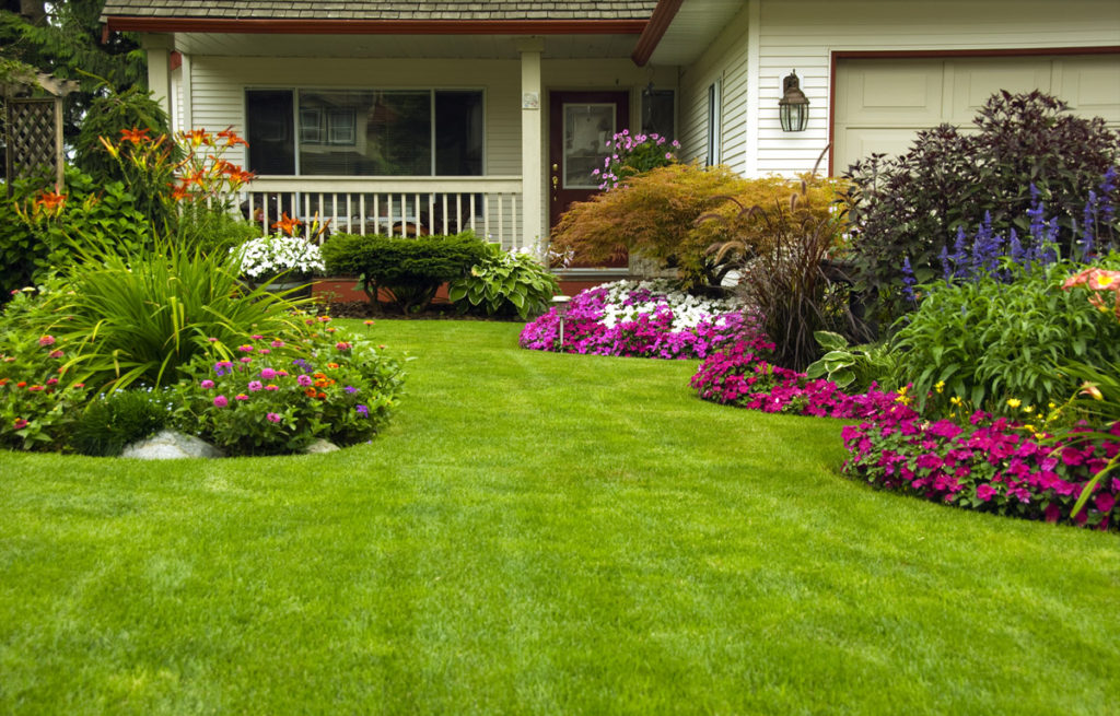 Front yard with purple flowers in beds and green grass in front of home